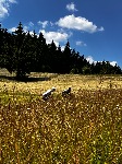 IMG_1184.jpeg