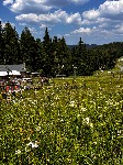 IMG_1318.jpeg